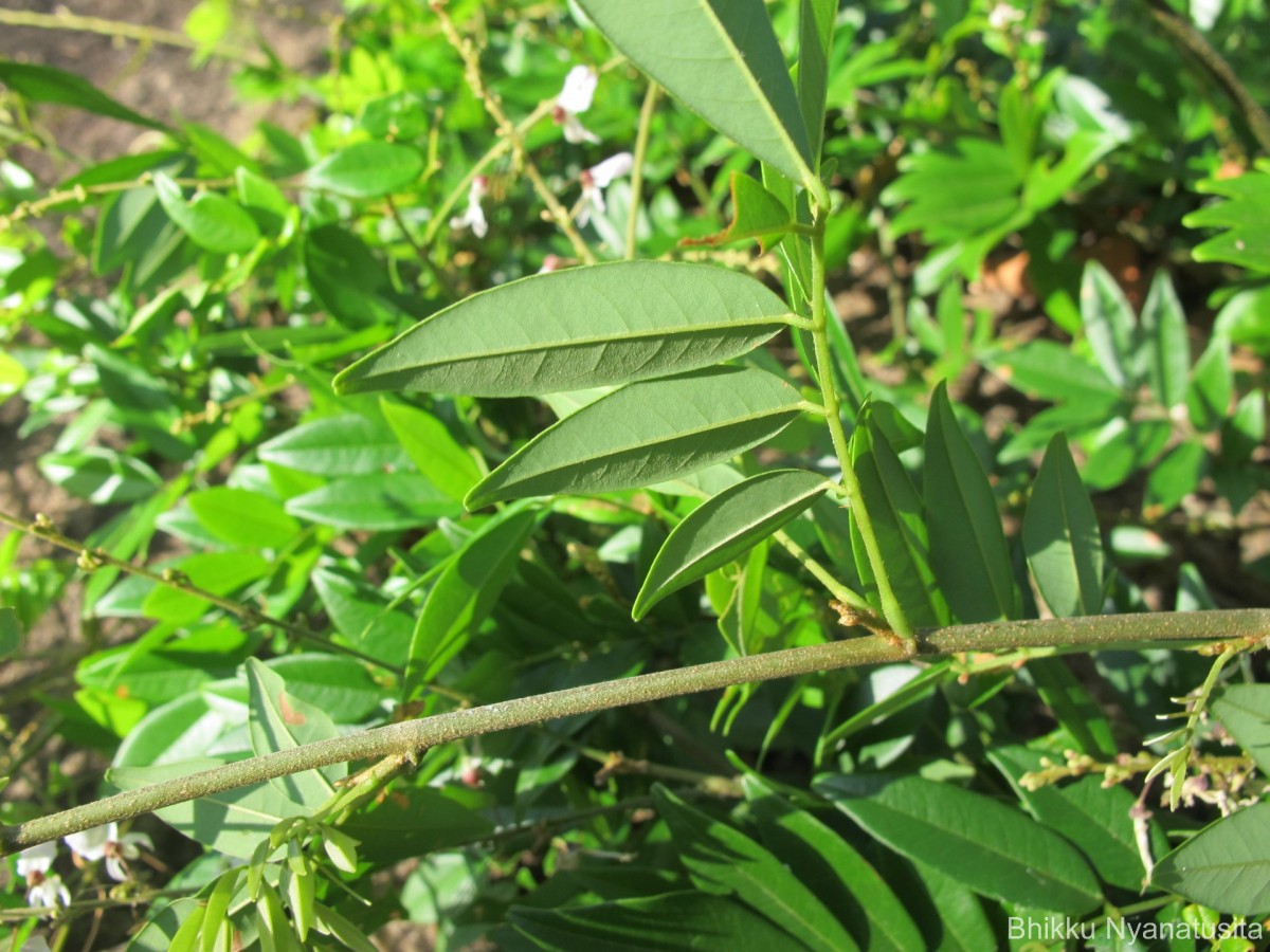 Brachypterum scandens (Roxb.) Miq.